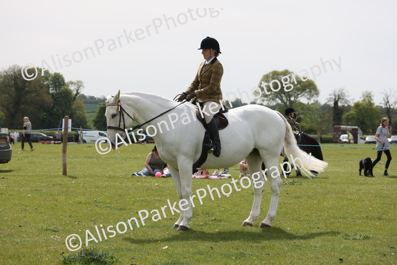 20260426-4420 - Class 34 - Best Riding Horse Over 14.2hh
