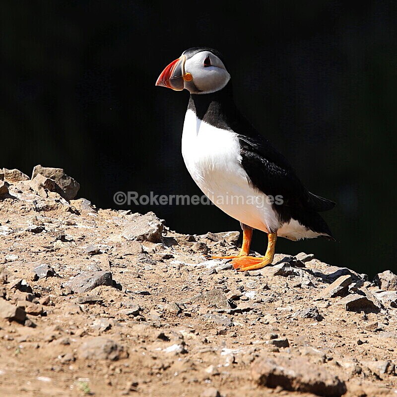 _56A7030 - Skomer 2019