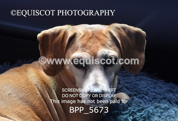 BPP_5673 - CLASS 4 Senior Discovery/ 1m Open