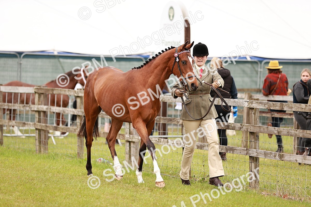 SBM_04779 - Class 35-38 Riding Horse Breeding