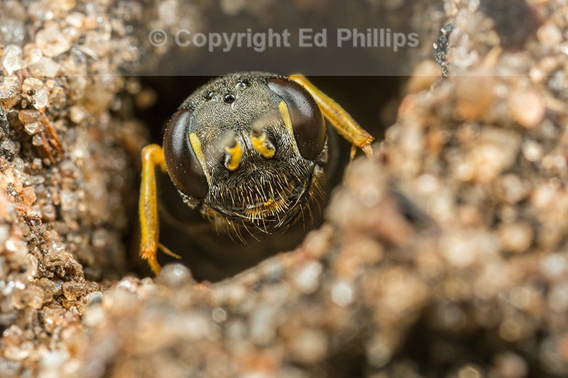 Mellinus arvensis (f)