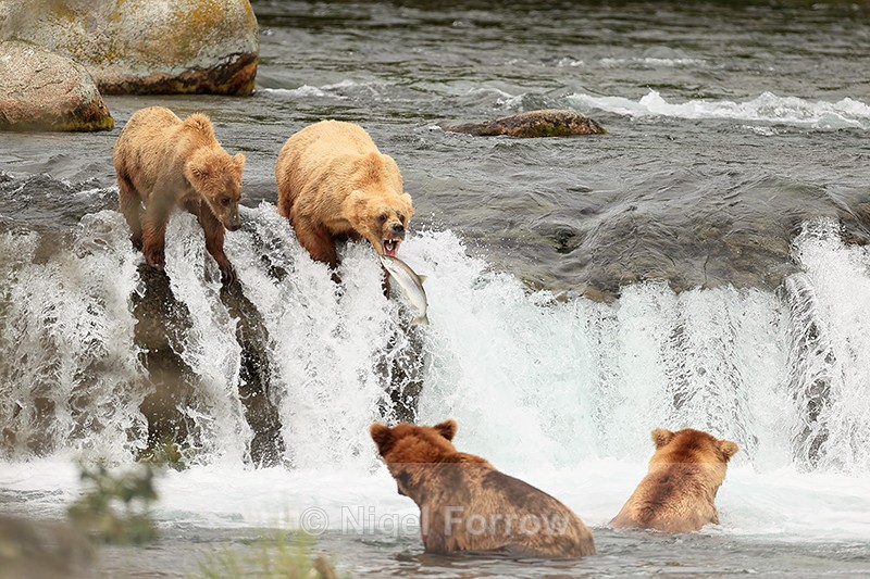 Grizzly Bear open mouth and jumping salmon, Brooks Falls, Alaska - Brown Bear