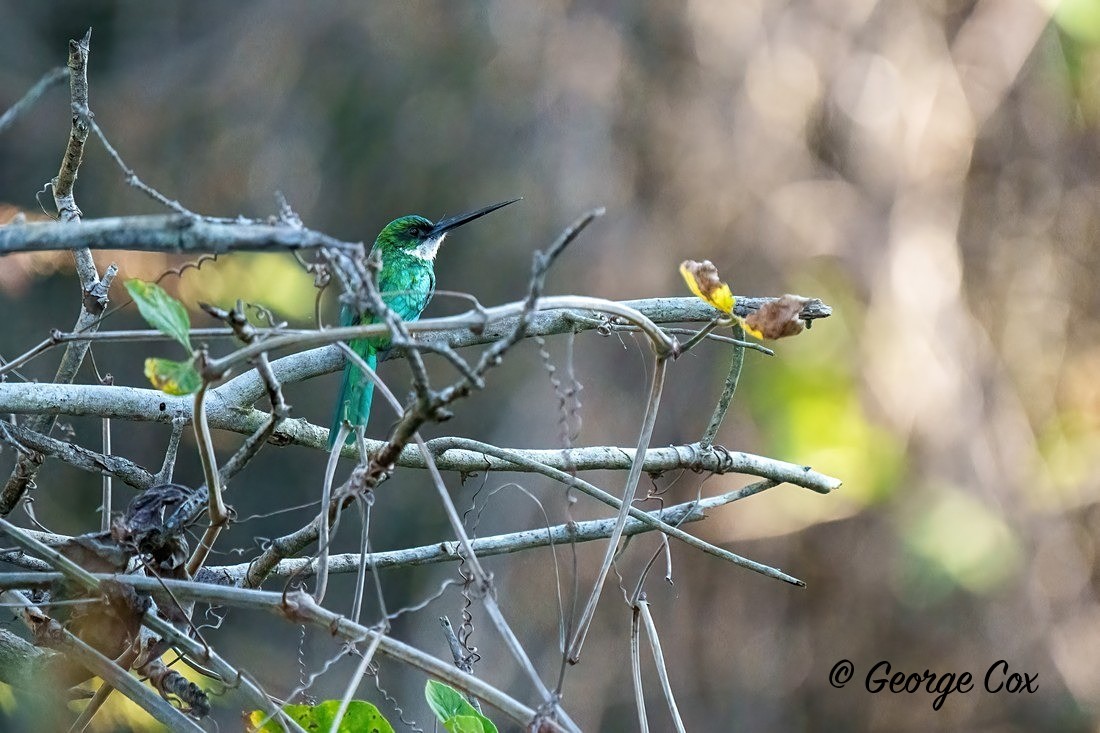 small bird 1 - Brazil