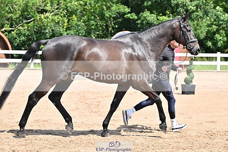 240718A-105244-01097 - Trot Up 12pm to 1pm