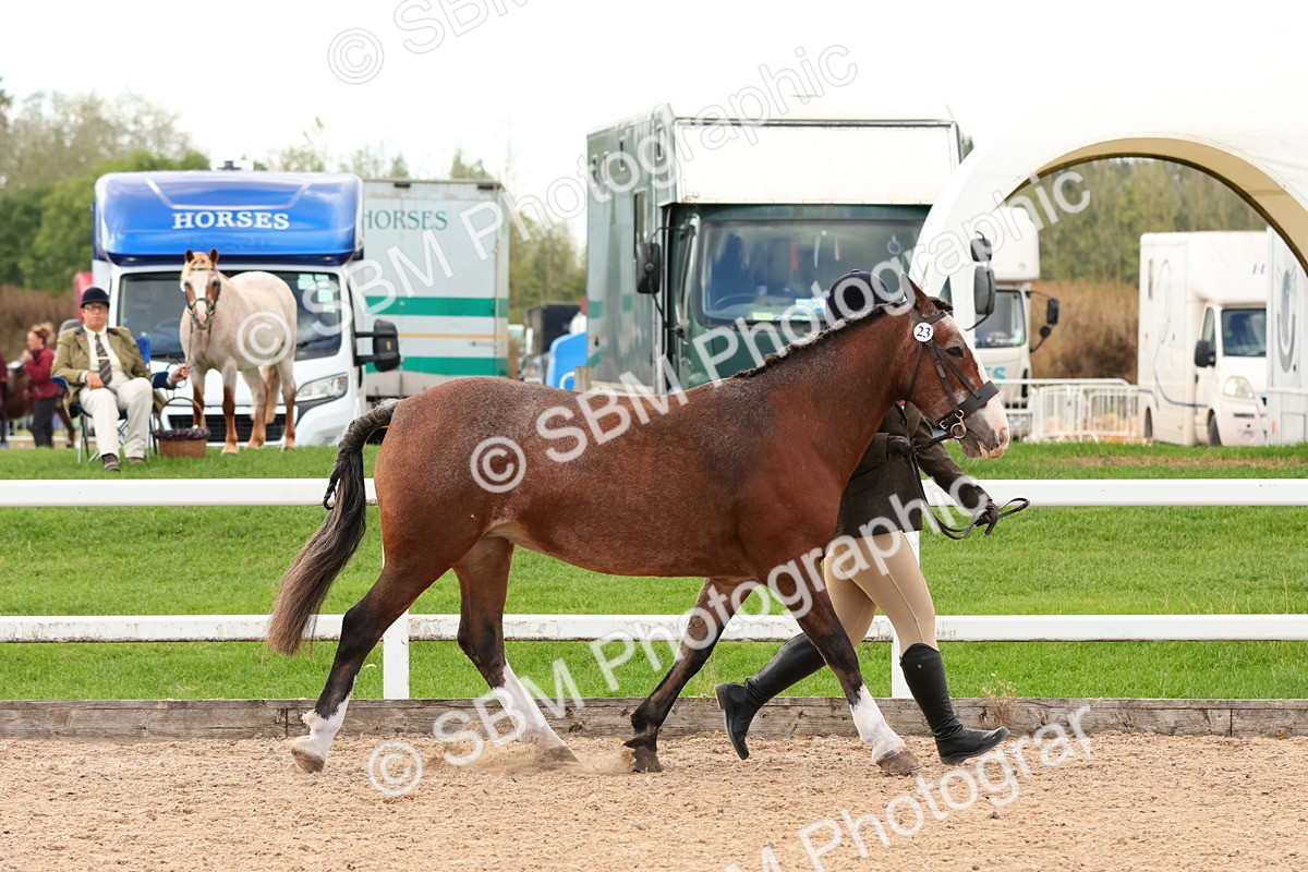 SBM_10279 - Class 206 - IH Non Show Type Pony