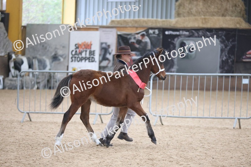 20251109-1188 - Championship