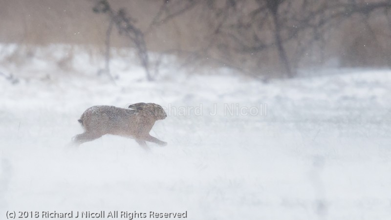 Hare (Lepus europaeus) in snow storm - Brown Hare (Lepus europaeus)