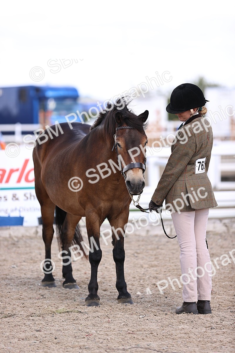 SBM_14396 - Class 412 - Handsomest Gelding (IH or Ridden)Adult