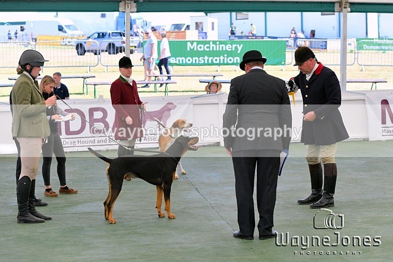 WJ5_0885 - Berks & Bucks at the Great Yorkshire Show 2025