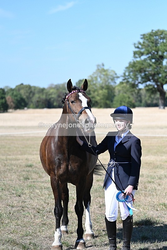 WJ7_1658 - Class 42 Most Handsome Gelding