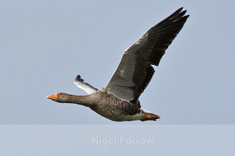 Flying Greylag Goose - Greylag Goose