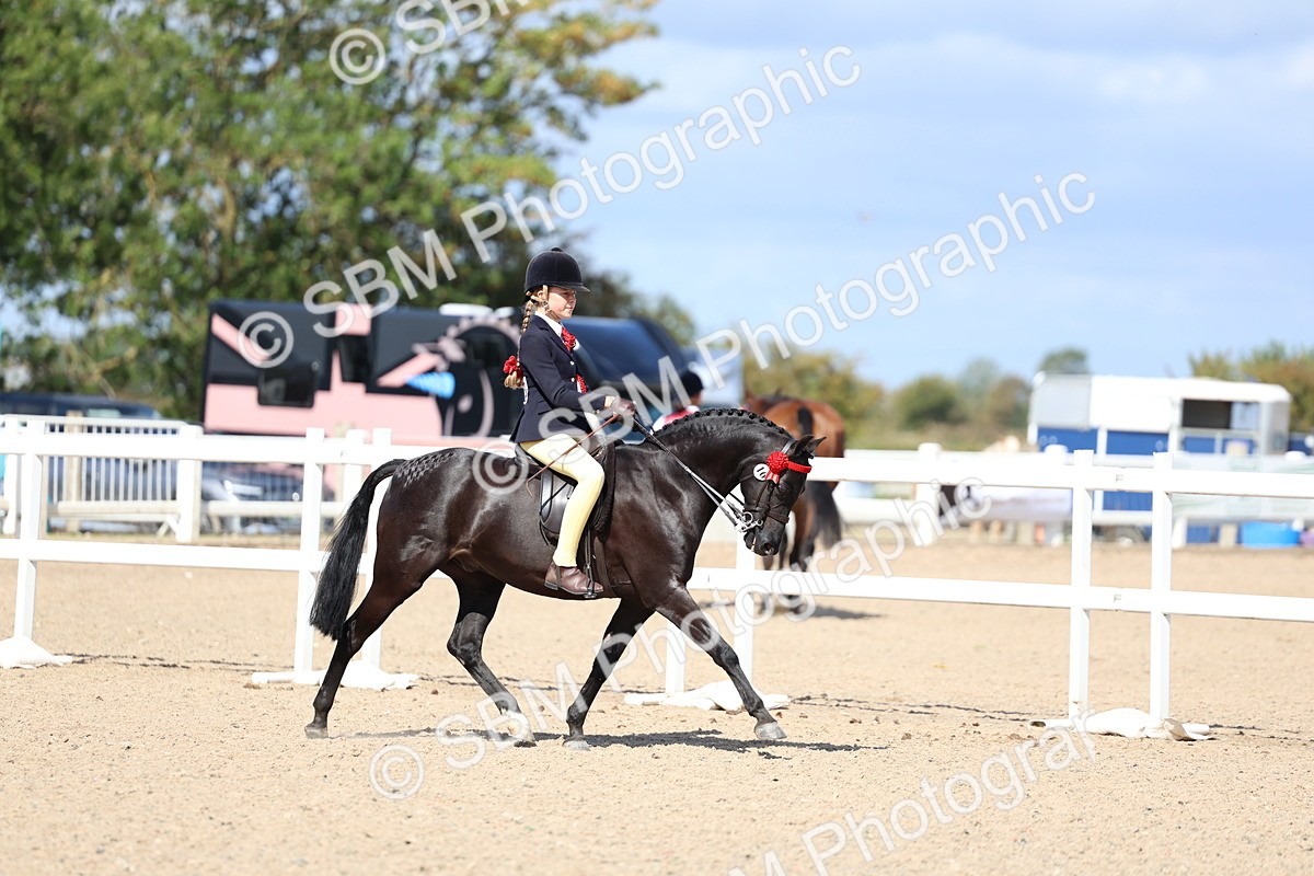 SBM_13355 - Class 311 - Ridden Show Pony Show Hunter Pony