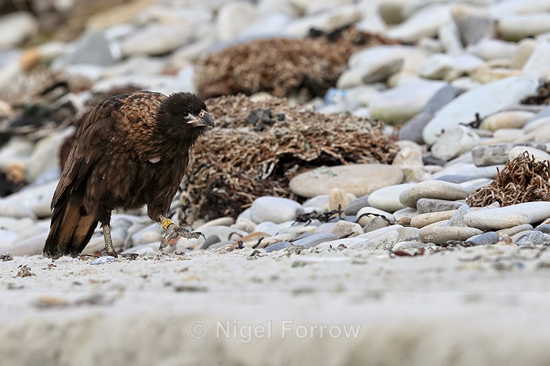 Striated Caracara (yellow M58 ring), Carcass Settlement, Falklands - Striated Caracara