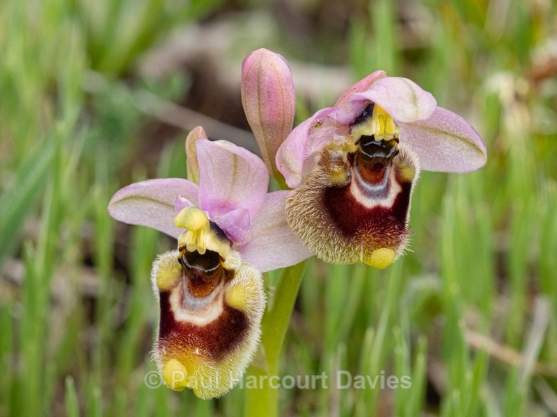 Sawfly Ophrys (Ophrys tenthredinifera). Illustrated is what is sometimes called ssp neglecta. - Gargano - Wild Orchids