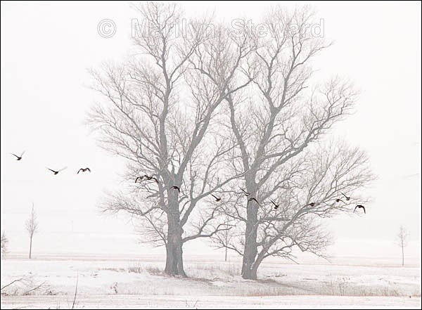 Snow along the River Elbe #3 - Prague to Berlin along the Elbe river