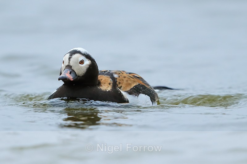 Long-tailed Duck (male) swimming, Iceland - Long-tailed Duck
