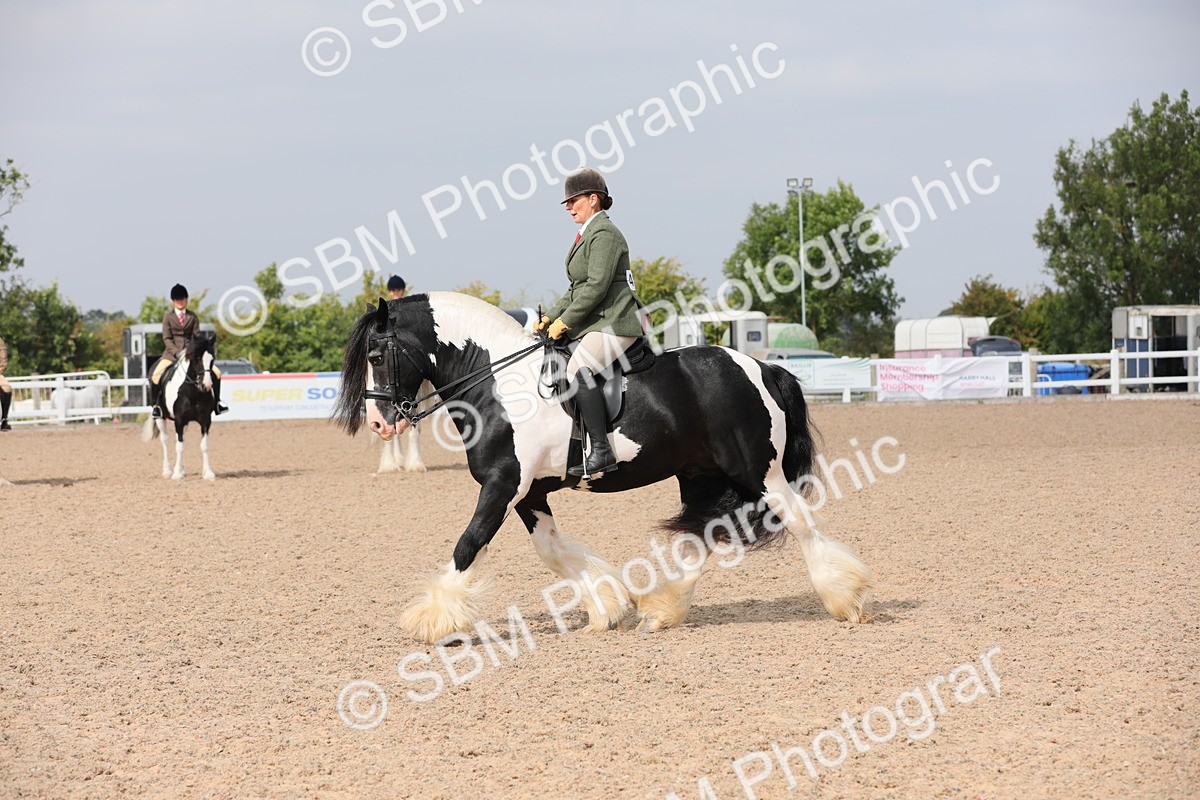 SBM_12814 - Class 307 Ridden Coloured Pony