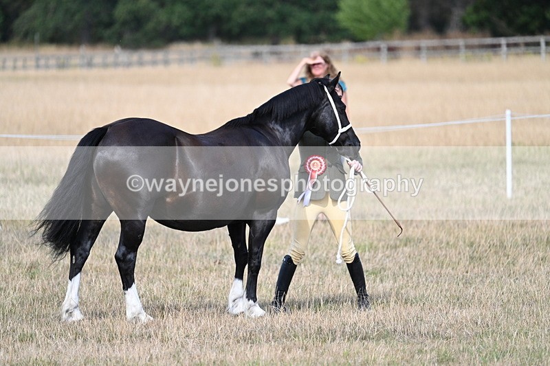 WJ7_8252 - In-hand Championship