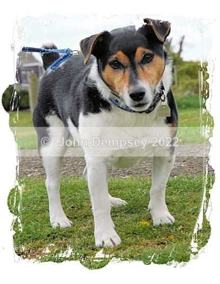 Bertie - Walking the Dog