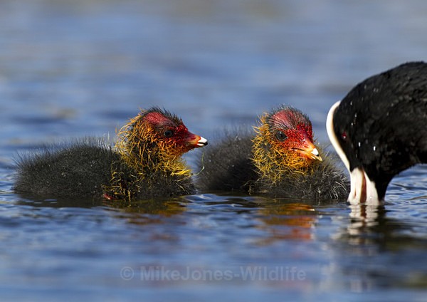 COOTS - COOT CHICKS, Images of newly born coots