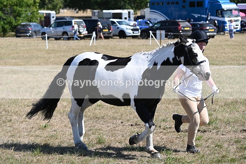 WJ6_8588 - Class 37b Best Loan Pony In-hand