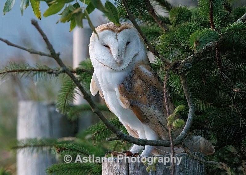 Barn Owl - Latest Images