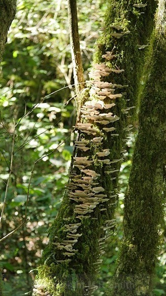 Fungi Trunk - LANDSCAPES & TREES