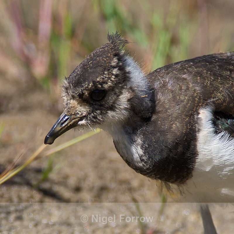 Lapwing chick close-up on the Closes at Otmoor - Lapwing