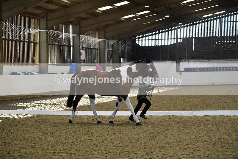 WJ5_3845 - Class 5 In Hand Veterans