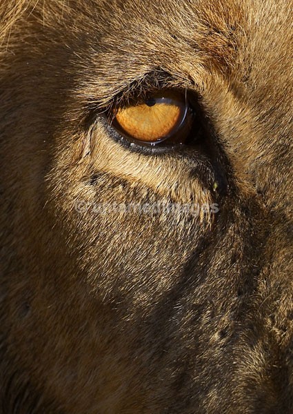 Male lions eye - Botswana