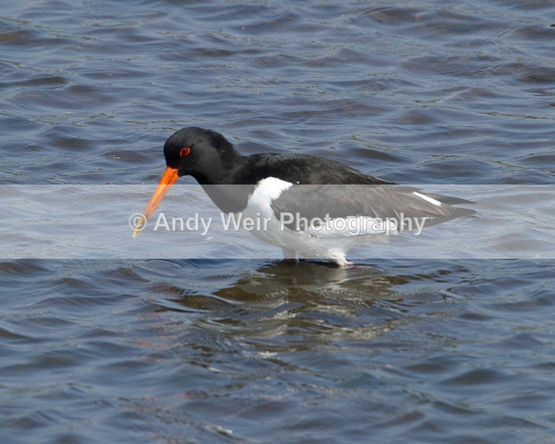 20110422-IMG_4700 - Oyster Catcher