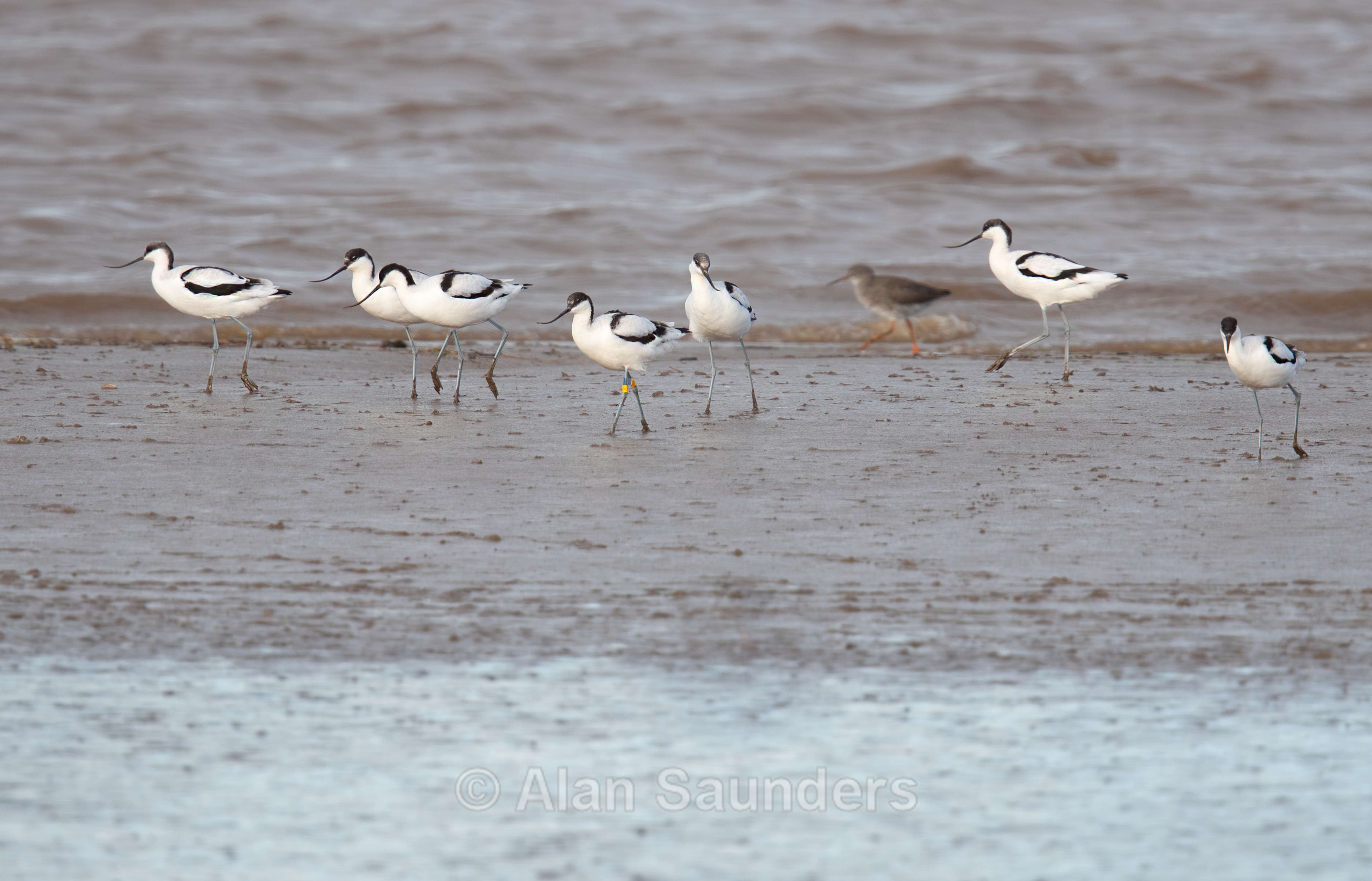 Pied Avocet 2