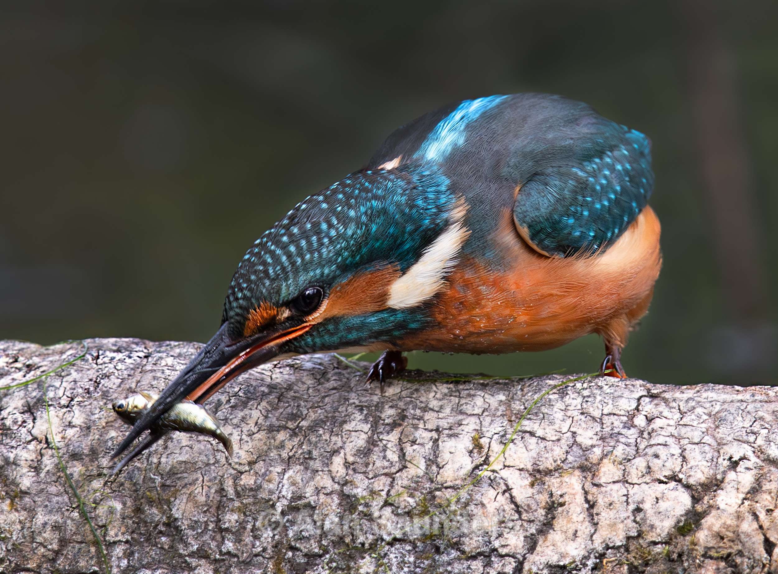 Common Kingfisher 7