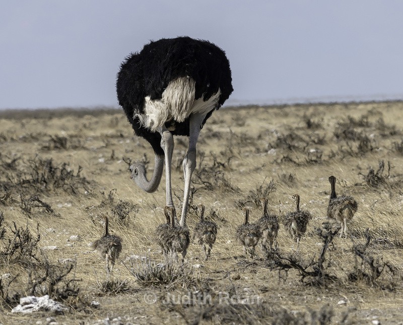 Ostrich male with young - Namibia 2022