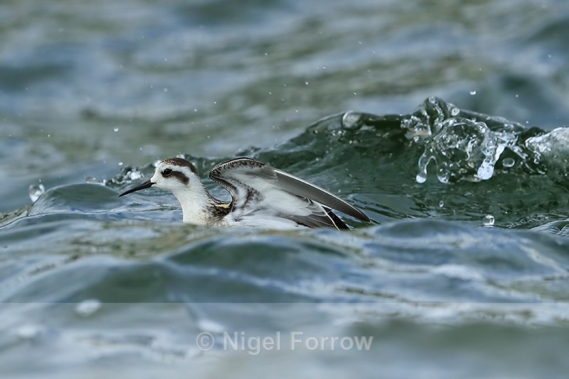 Red-necked Phalarope (juvenile) startled by approaching wave, Farmoor - Red-necked Phalarope