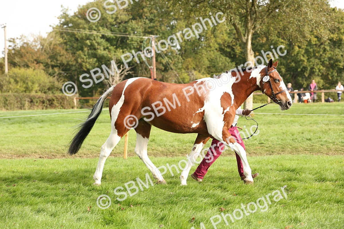 SBM_56780 - S54 - Piebald & Skewbald Horse In Hand