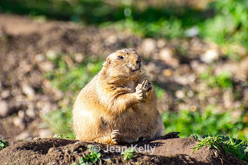 Black-Tailed Prairie Dog - DSC_1126 - Black-Tailed Prairie Dogs