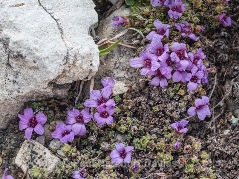 Purple saxifrage (Saxifraga oppositifolia) - Wild Flowers - 1