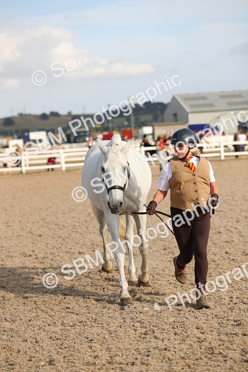 SBM_08656 - Class 28 - IH Veteran Horse