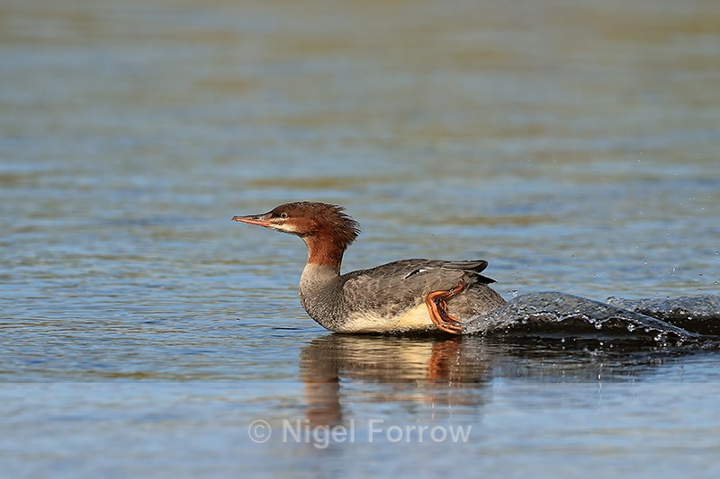 Common Merganser paddling fast on water, Silver Salmon Creek, Alaska - Common Merganser