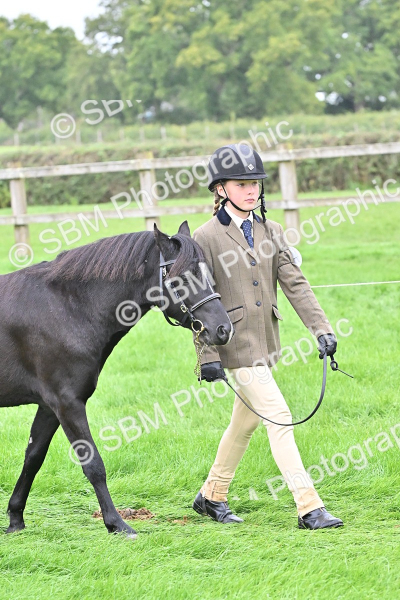 SBM_60907 - S48 - Mountain & Moorland In Hand Small Breeds