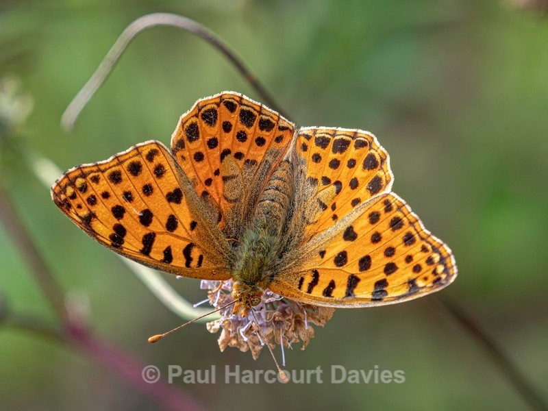 Queen of Spain fritillary (Isoria lathonia) ♀ - Insects, Spiders and other Animals