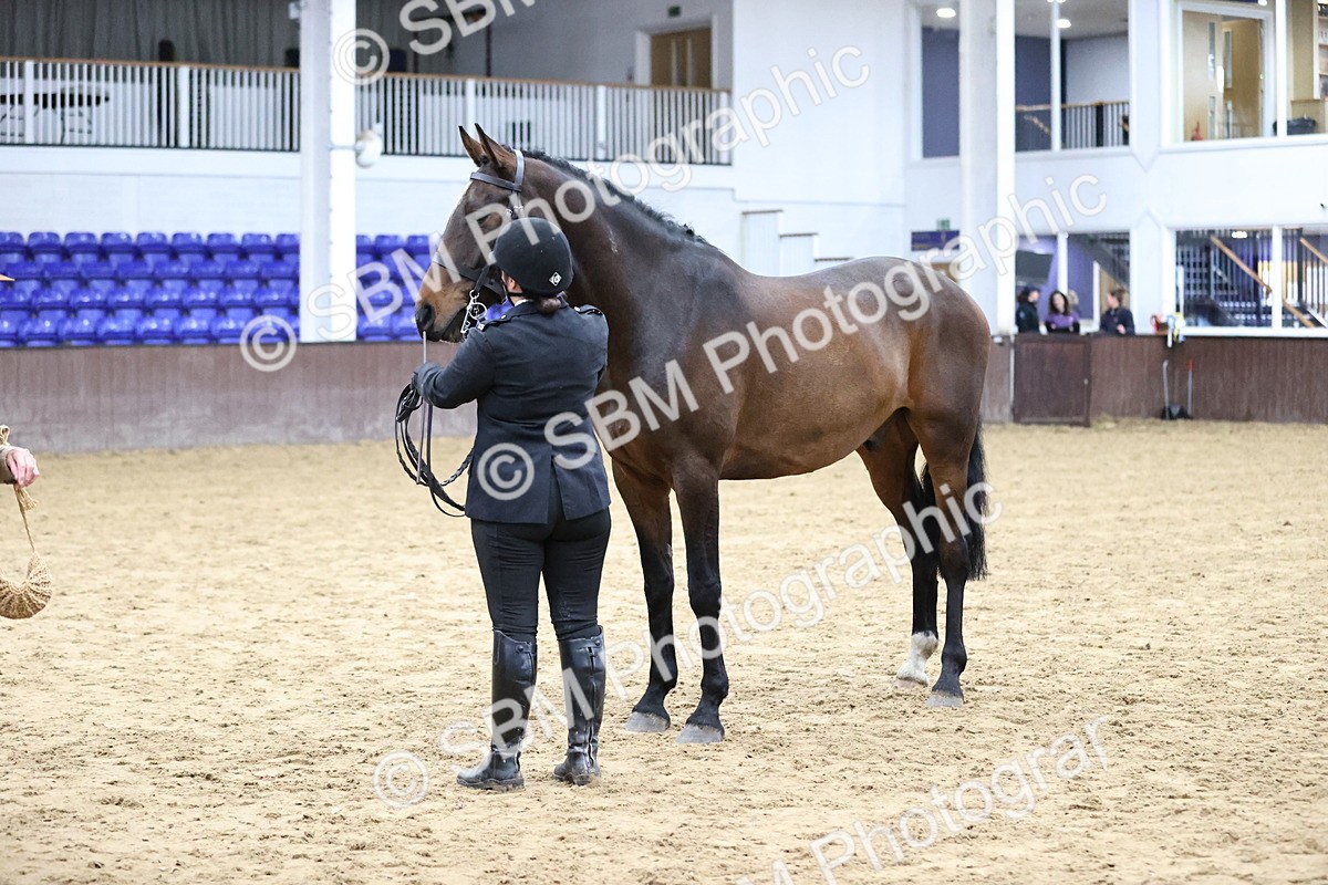 SBM_5754 - Class 3 - BSHA In Hand Show Hunter