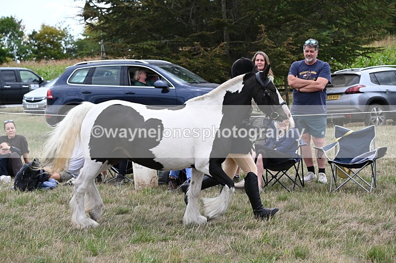 WJ6_5234 - Class 18 In-hand Coloured