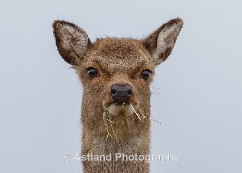 Sika Deer - Latest Images