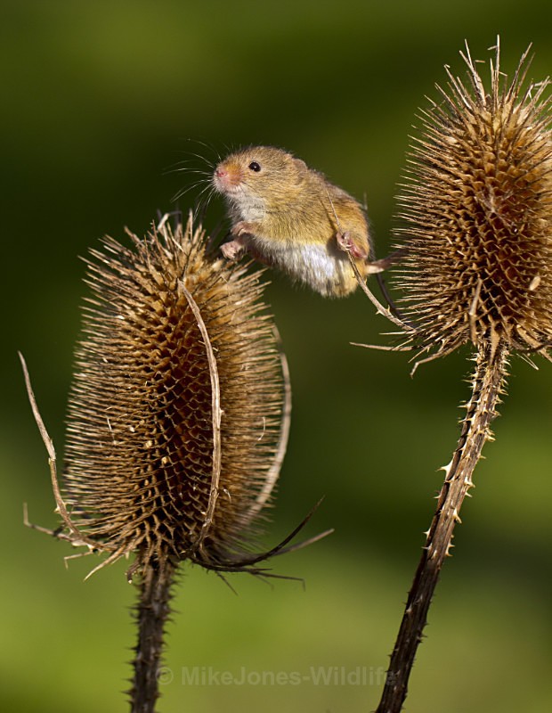 HARVEST MOUSE - HARVEST MOUSE