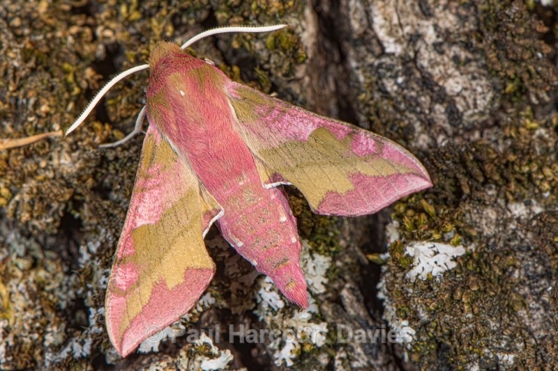 Deilephila porcellus (Small Elephant Hawk)  - Insects, Spiders and other Animals