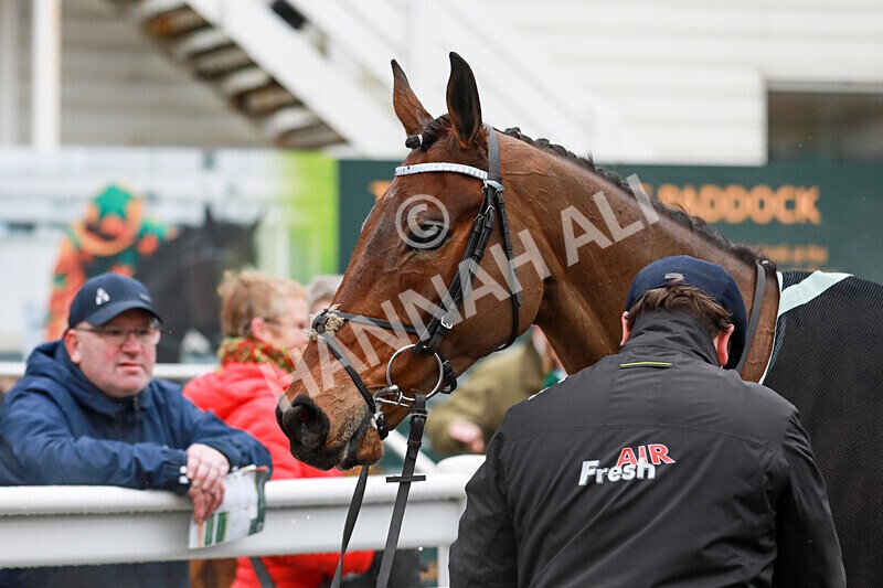 100225-Race 1-Tigerbythetail-5633 - Race 1