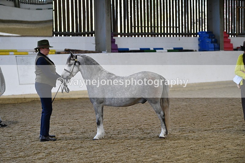 WJ5_3955 - Class 2 Best Condition In hand