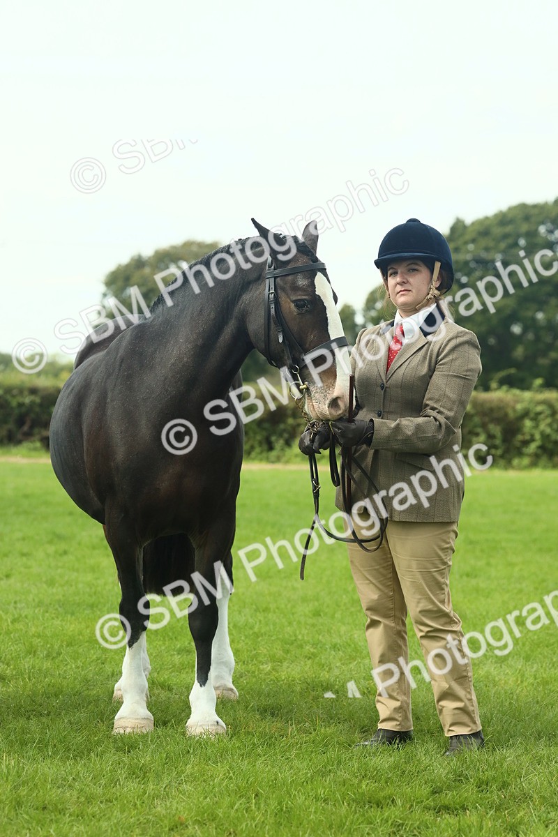 SBM_66478 - S34 - Rehabilitated Rescue Horse & Pony In Hand & Ridden